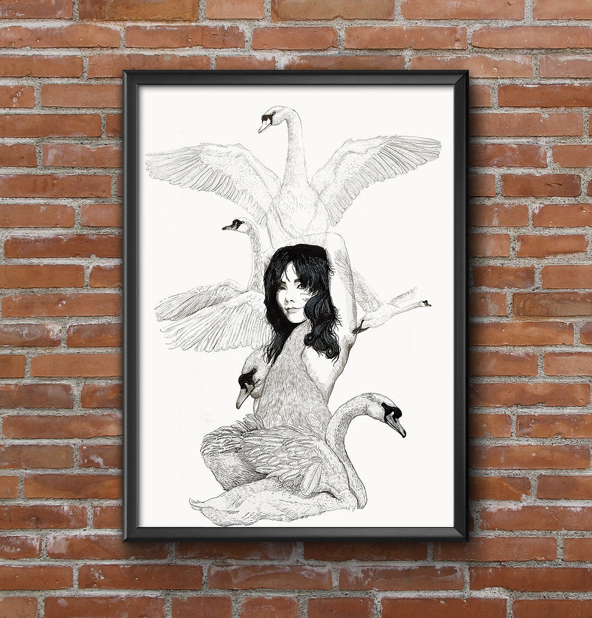 Lámina Bjork Cisne