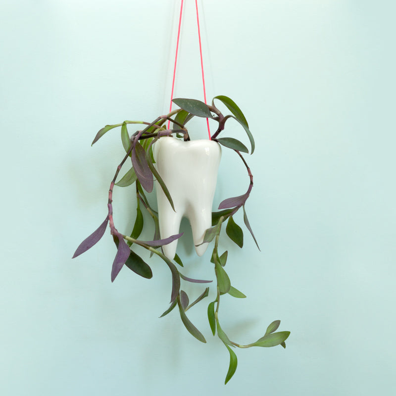 Maceta Molar decorativa